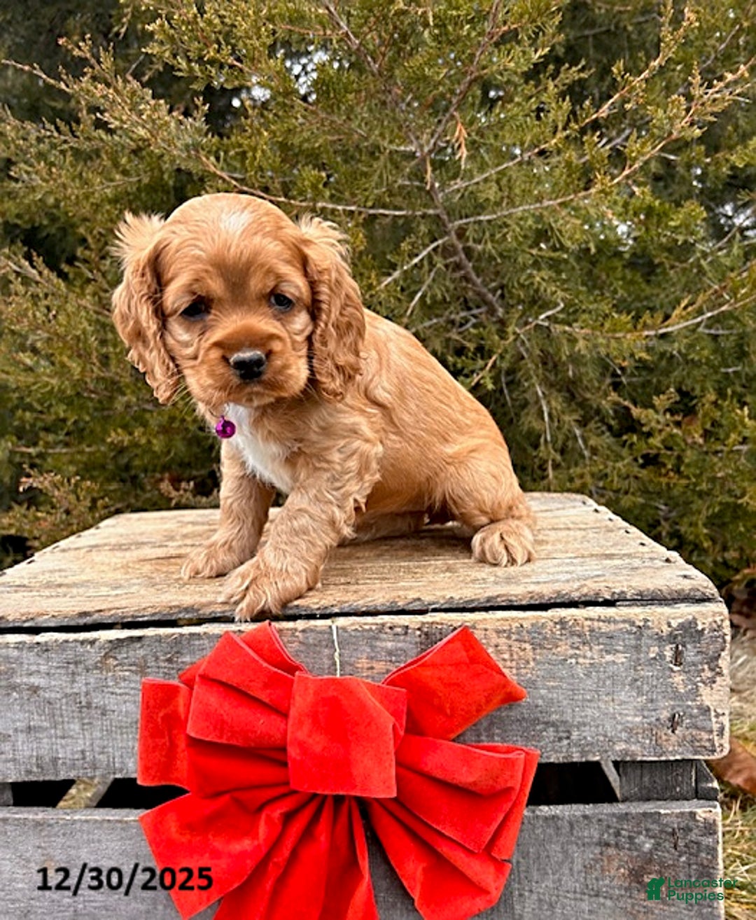 Cocker Spaniel dogs for sale: Zinnia - Ad 3