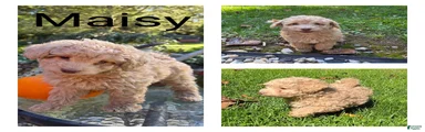 Maisy