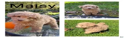Cavapoo dogs for sale: Maisy - Ad 1