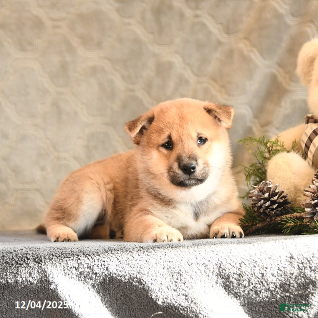 Shiba Inu dogs for sale: Twinkle - Ad 3