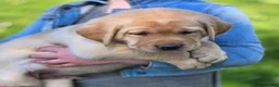 Labrador Retriever dogs for sale: Mitch - Ad 2