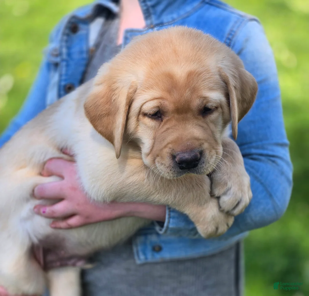 Labrador Retriever dogs for sale: Mitch - Ad 2