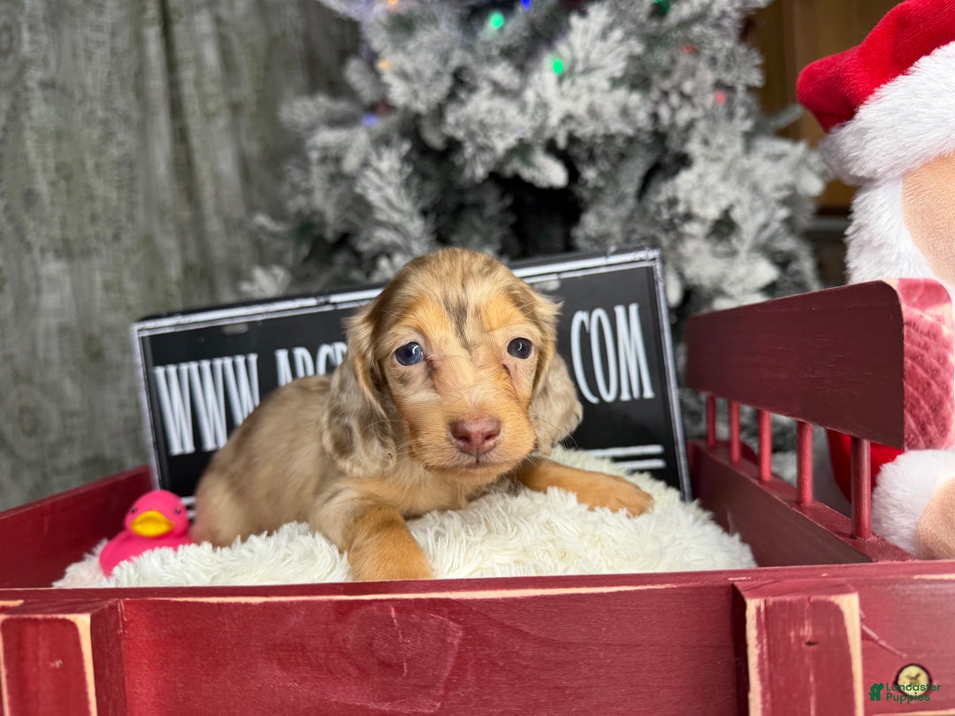 Miniature Dachshund dogs for sale: Bright blue eye - Ad 19