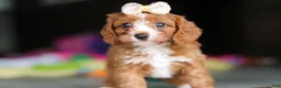Cavapoo dogs for sale: Dolly - Ad 3