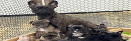 French Bulldog dogs for sale: Torey - Ad 5