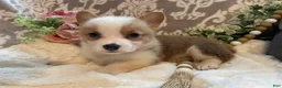 Welsh Corgi Pembroke dogs for sale: Scout - Ad 11