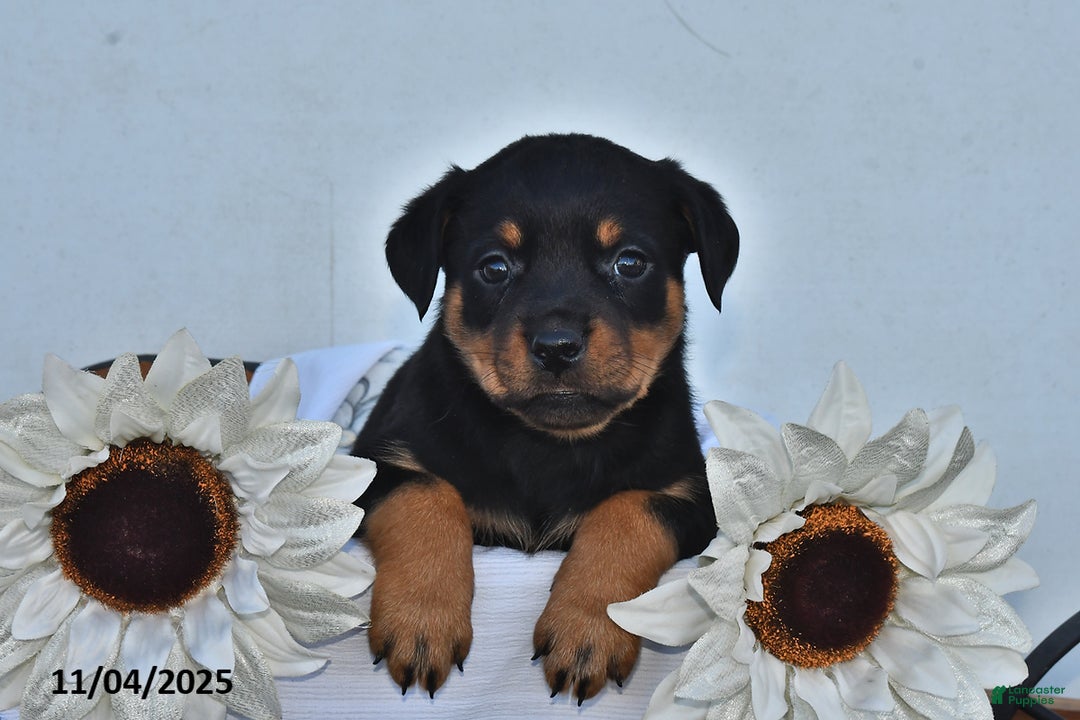 Rottweiler dogs for sale: Hazel - Ad 1