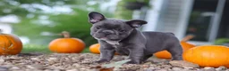 French Bulldog dogs for sale: Haven - Ad 7