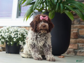Lagotto Romagnolo dogs - Ad 6
