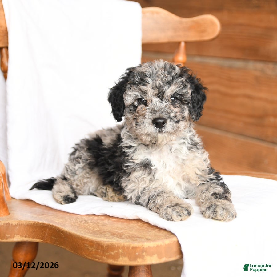 Miniature Poodle dogs Tucker - Ad 2