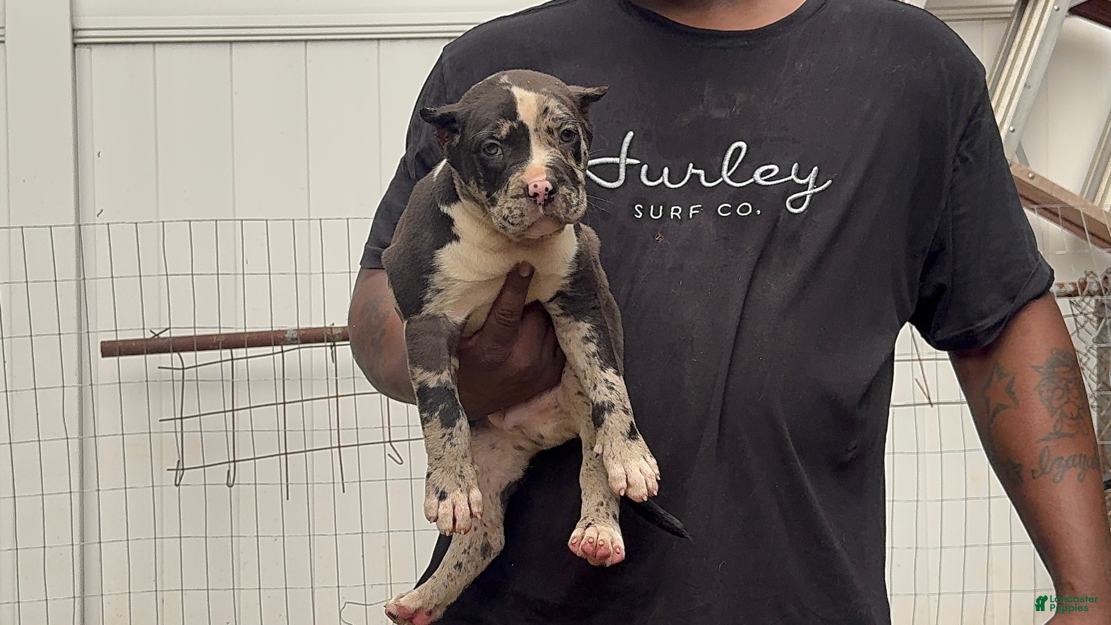 American Bully dogs Galactus - Ad 1