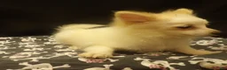 Pomeranian dogs for sale: Sebastian  - Ad 2