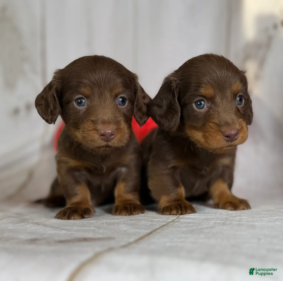 Miniature Dachshund dogs for sale: Lance LH DNA OFA  - Ad 5