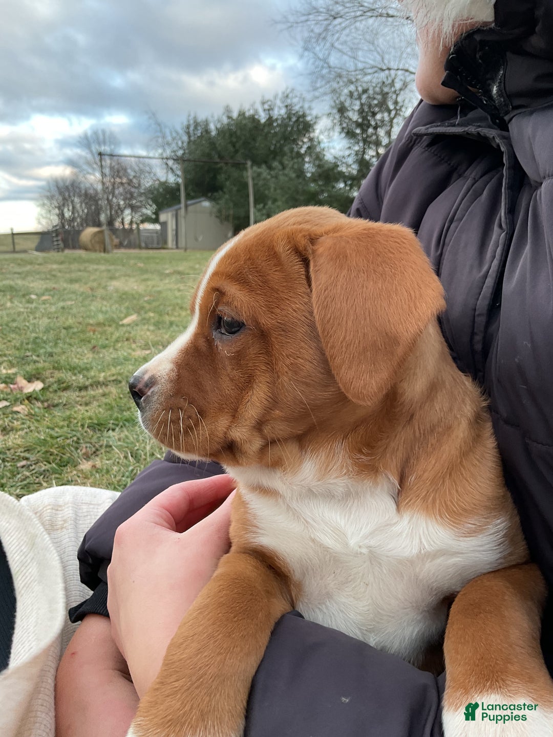 Mixed Breed dogs for sale: Hazel - Ad 9