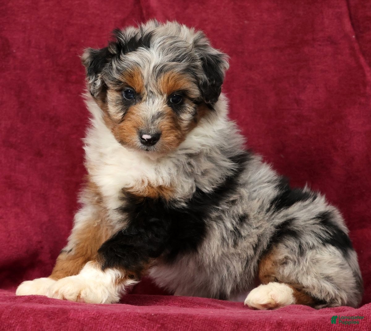 Mini Aussiedoodle dogs Andy - Ad 1