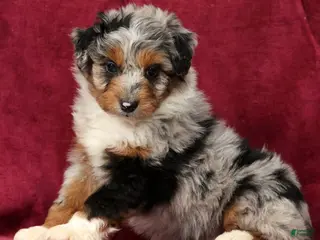 Mini Aussiedoodle dogs for sale: Andy - Ad 1