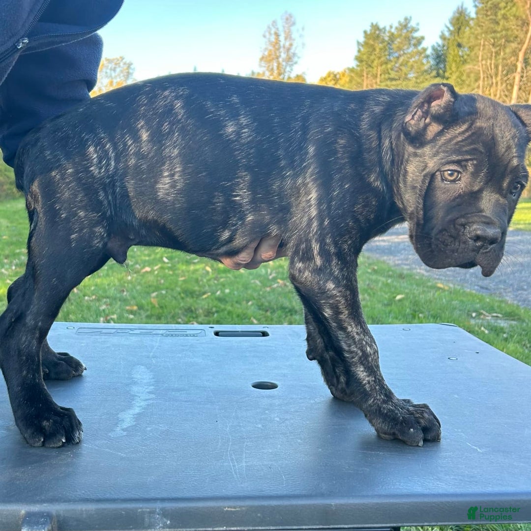 Gallery Image {{count}}