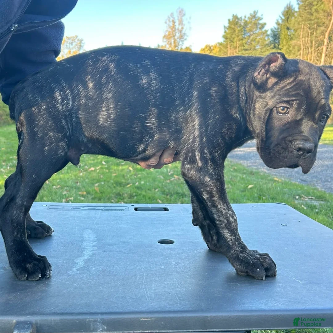 Gallery Image {{count}}