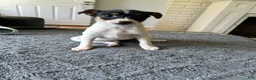 Mixed Breed dogs for sale: Tom - Ad 1