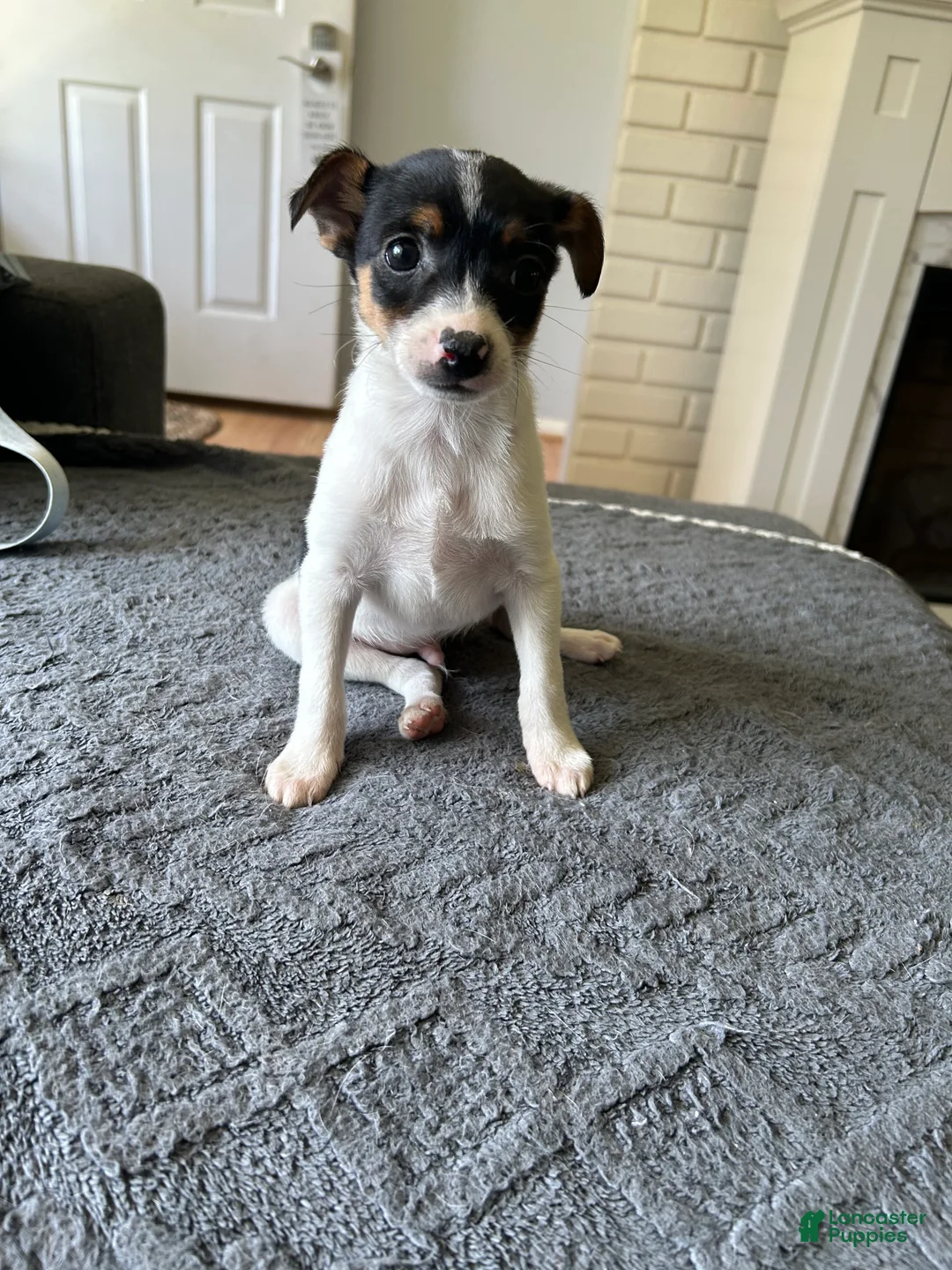 Mixed Breed dogs for sale: Tom - Ad 1
