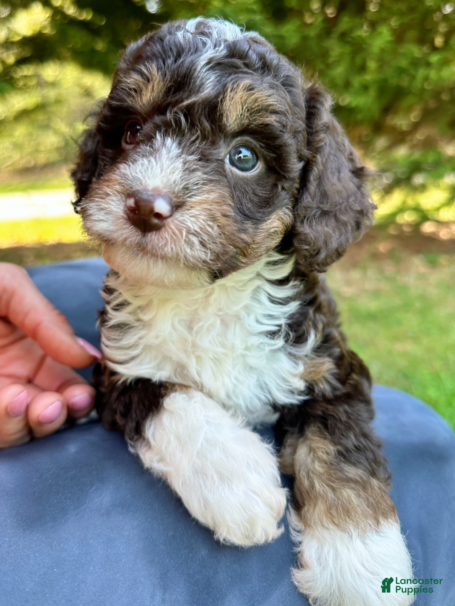 Mini Bernedoodle dogs Whitley-Petite/Mini-OFA&GeneticParents - Ad 2