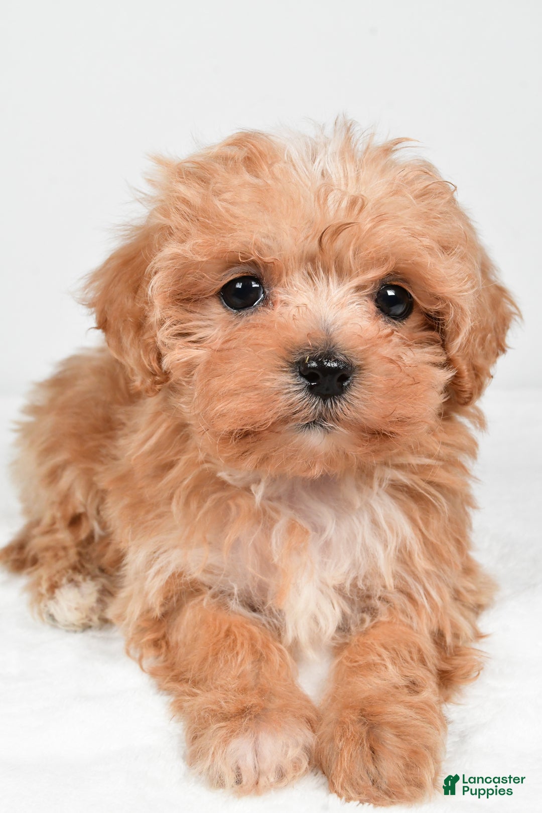 Maltipoo dogs for sale: Brittany - Ad 8
