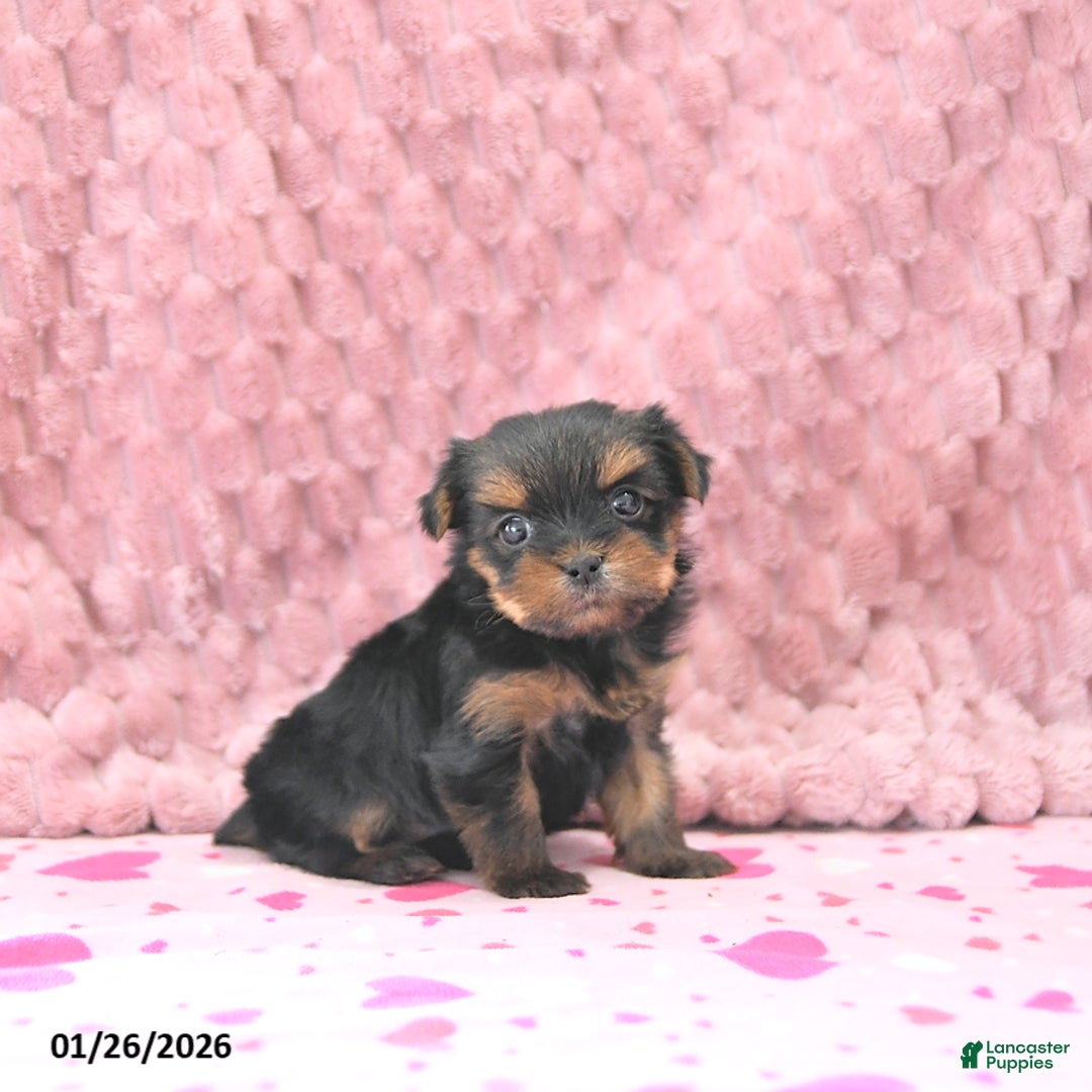 Yorkshire Terrier dogs for sale: Bambi EXTRA SMALL - Ad 2