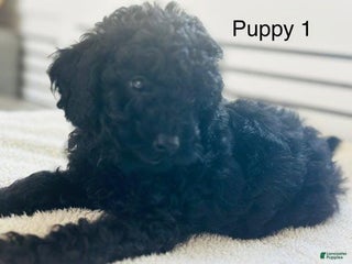 Toy Poodle dogs - Ad 14