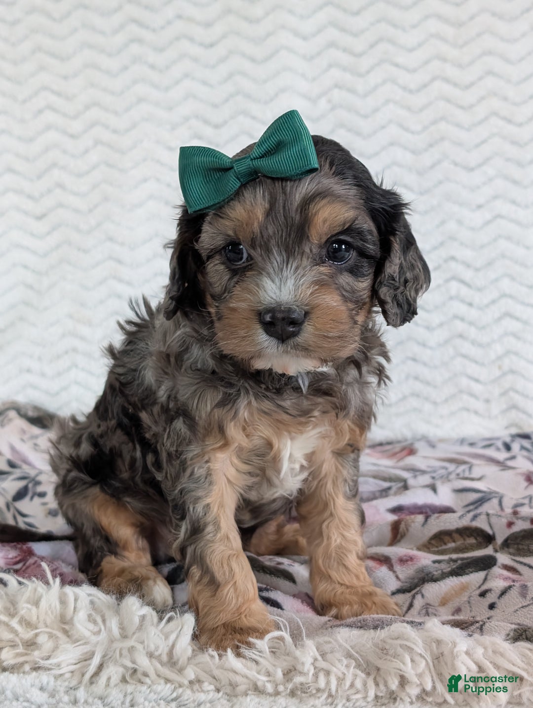 Cavapoo dogs for sale: Zeke - Ad 13