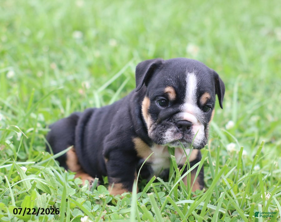 English Bulldog dogs Callie - Ad 1