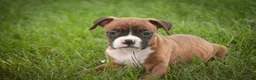 Boxer dogs for sale: Frank - Ad 4
