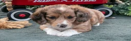 Miniature Dachshund dogs for sale: Luke - Ad 3