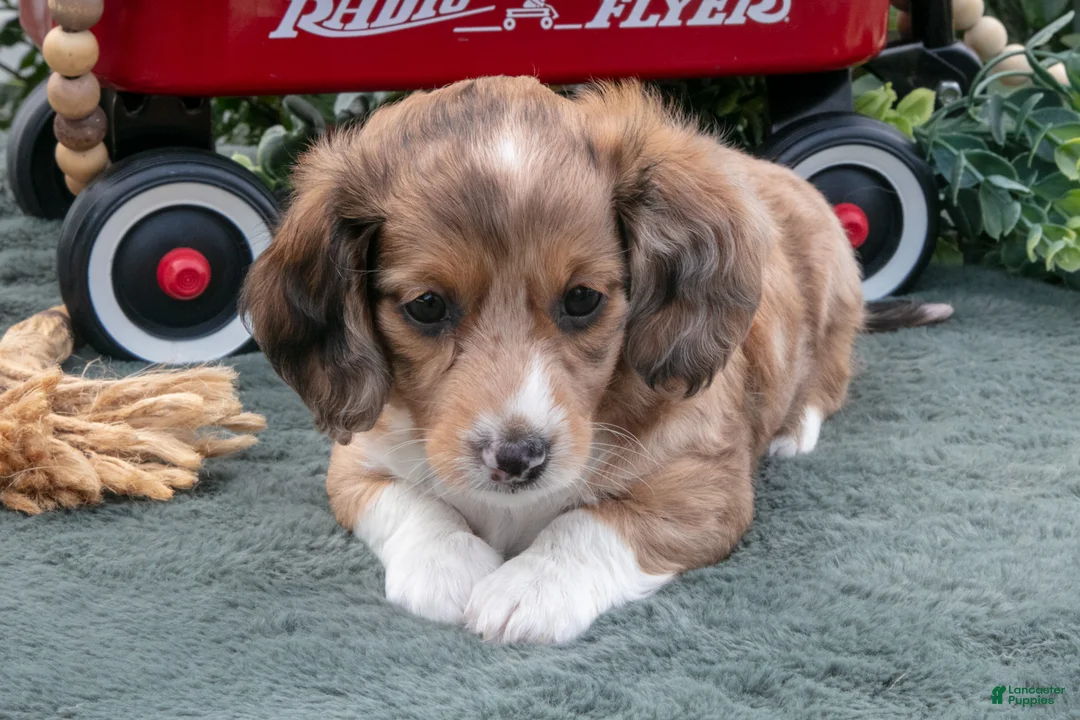 Miniature Dachshund dogs for sale: Luke - Ad 3