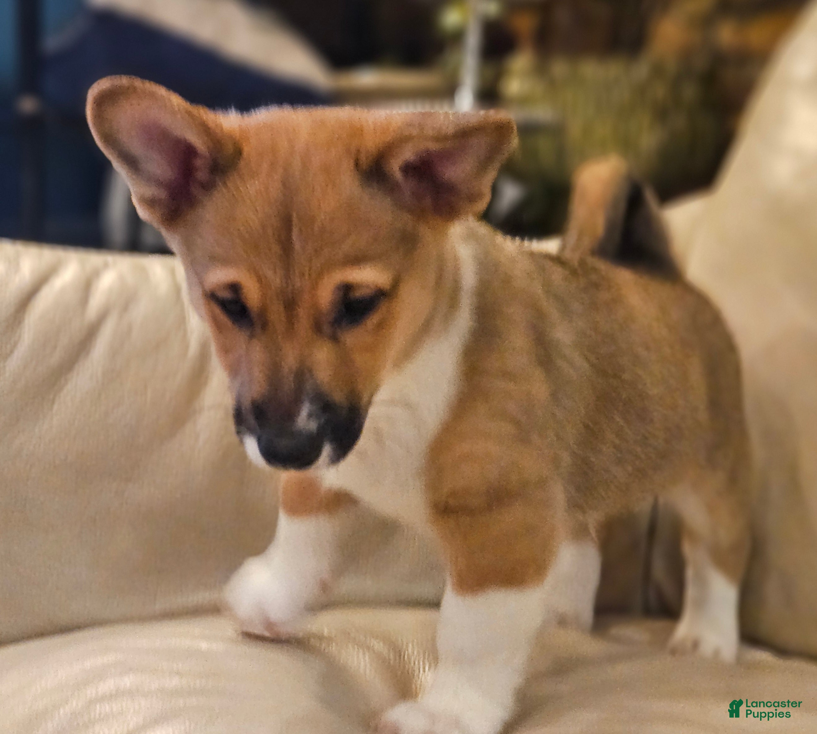 Mixed Breed dogs Rocky Balboa - Ad 2