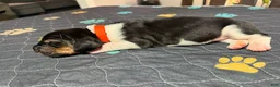 Basset Hound dogs for sale: Jose- orange - Ad 3