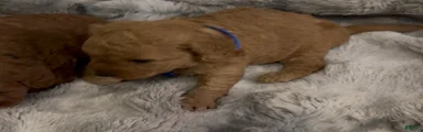 Mini Goldendoodle 5