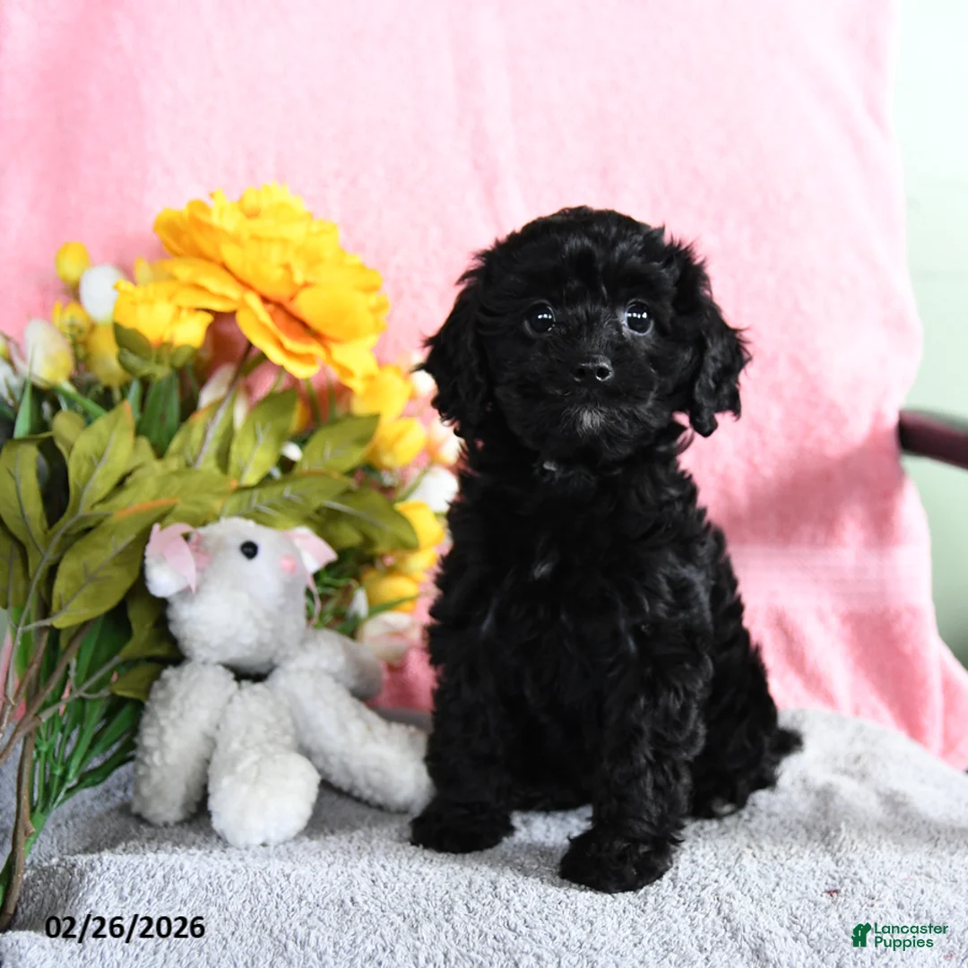 Mixed Breed dogs for sale: Wendy - Ad 1