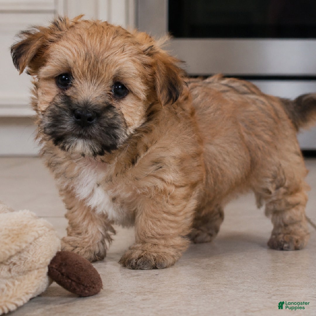 Morkie dogs for sale: Duke - Ad 1