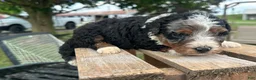 Mini Bernedoodle dogs for sale: Kiwi - Ad 3