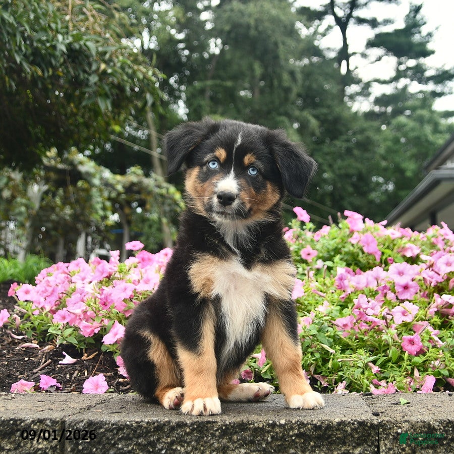 Australian Shepherd dogs Dolly  - Ad 1