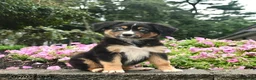 Australian Shepherd dogs for sale: Dolly  - Ad 1