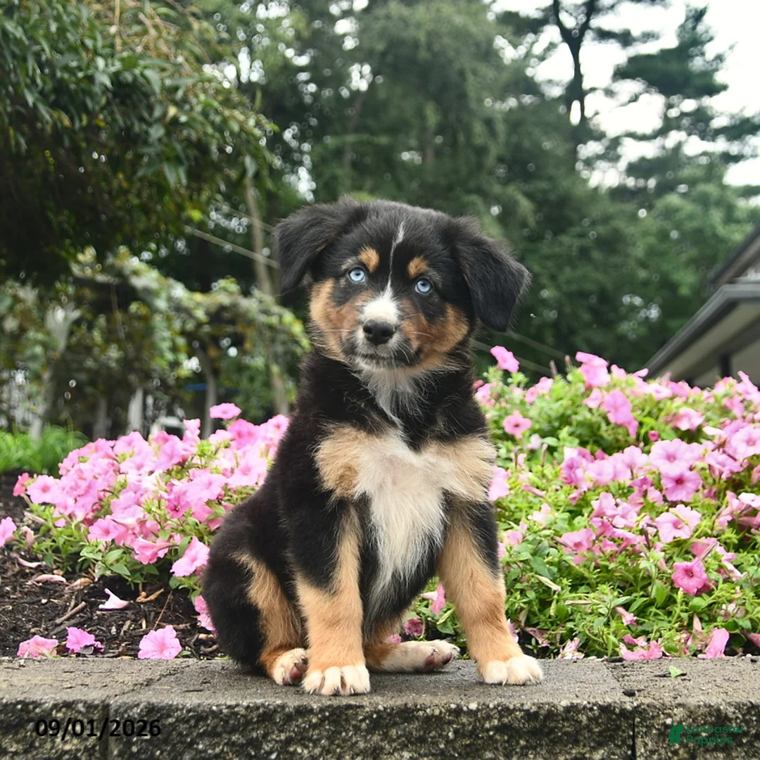 Australian Shepherd dogs for sale: Dolly  - Ad 1