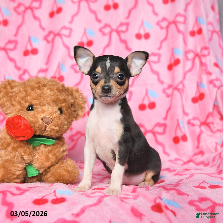 Chihuahua dogs Cally - Ad 1