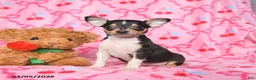 Chihuahua dogs for sale: Cally - Ad 1