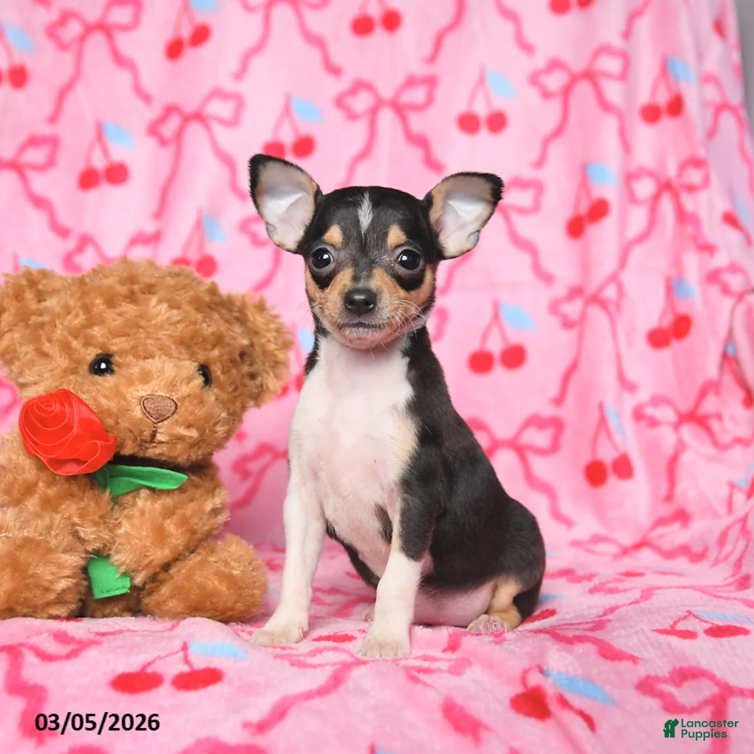 Chihuahua dogs for sale: Cally - Ad 1