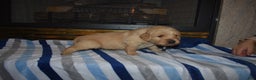 Golden Retriever dogs for sale: Chase - Ad 3