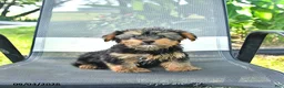 Yorkshire Terrier dogs for sale: Rex - Ad 3
