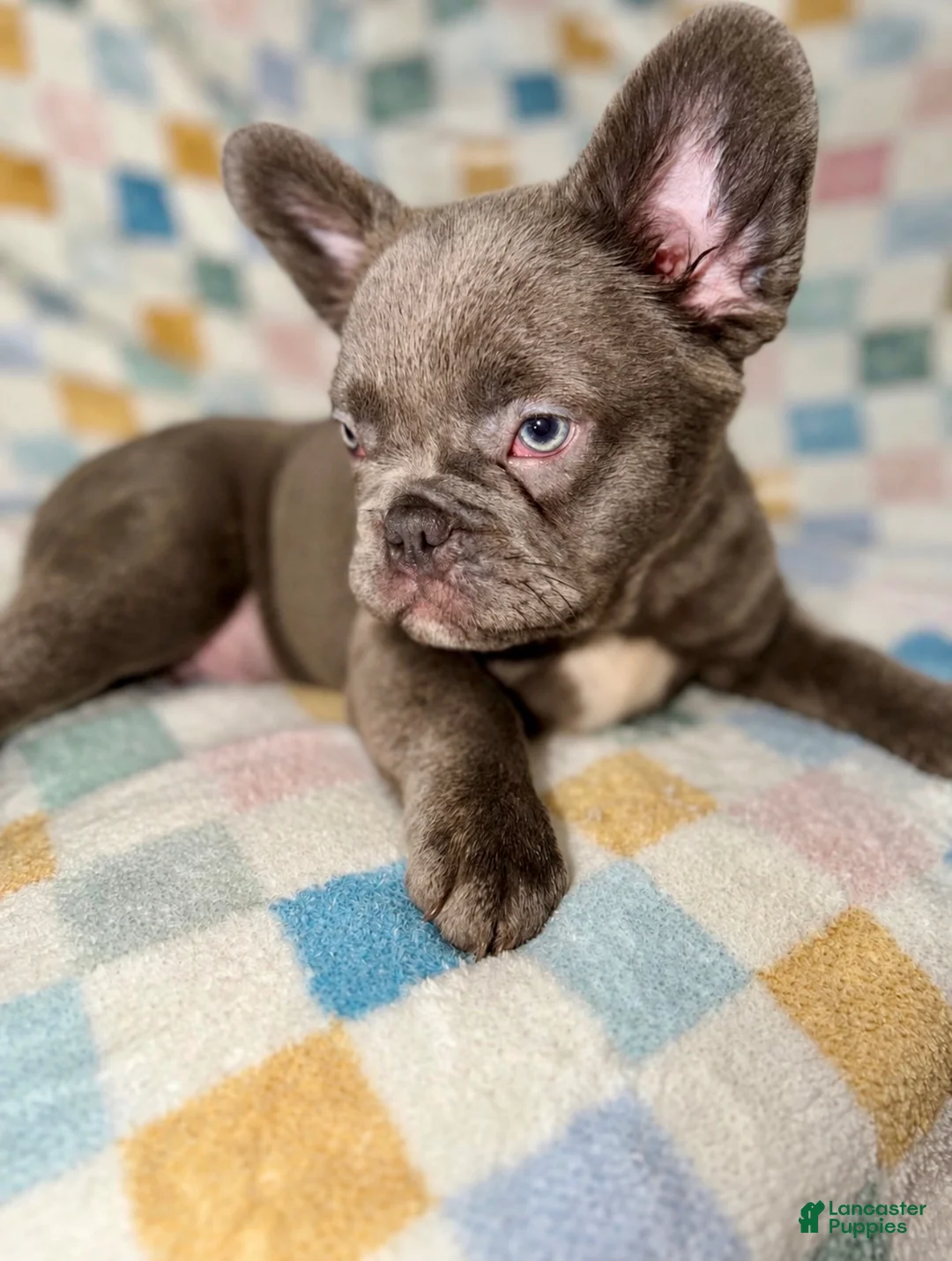 French Bulldog dogs for sale: Duke - Ad 1