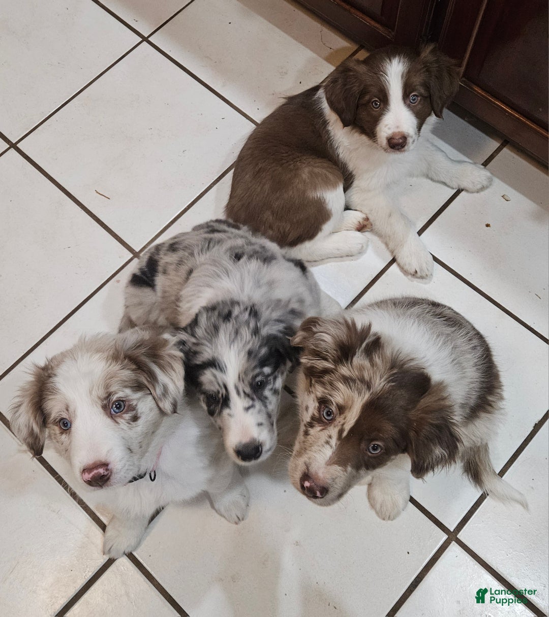 Border Collie dogs for sale: Border Collie Puppy 1 - Red - Ad 11