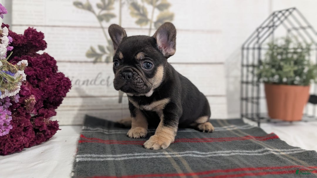 French Bulldog dogs for sale: Scout - Ad 13